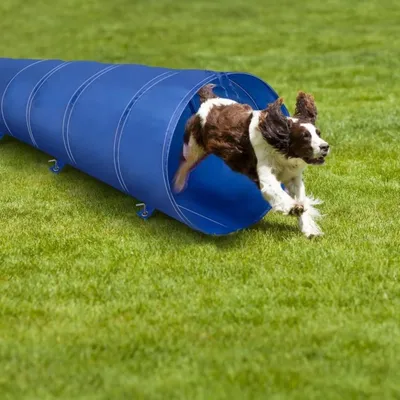 maxxpro Tunnel Chien 3M