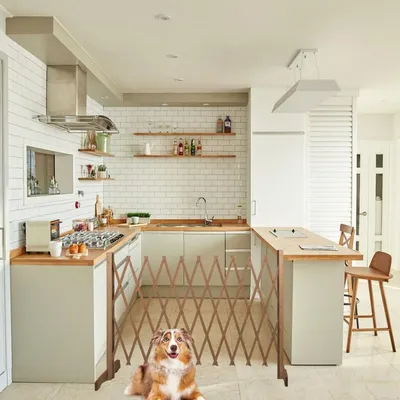 maxxpro Barrière de Chien