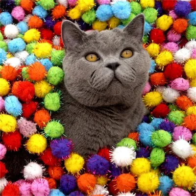 MCBOSON 3CM Jouet en peluche pour chat 20PCS MCBOSON 3CM Jouet en peluche pour chat 20PCS