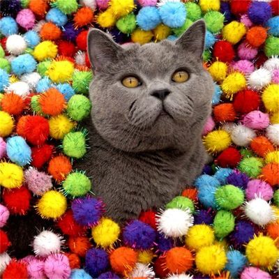 MCBOSON 3CM Jouet en peluche pour chat 20PCS