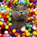 MCBOSON 3CM Jouet en peluche pour chat 20PCS
