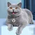 MCBOSON Localisateur pour animaux de compagnie MCBOSON Localisateur pour animaux de compagnie