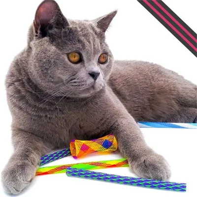 MCBOSON Federspielzeug für Katzen, 10 Stück