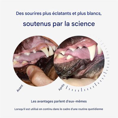 MCBOSON  Poudre dentaire pour chats et chiens