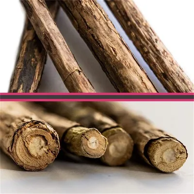 Bâtonnet Matatabi pour nettoyage dentaire