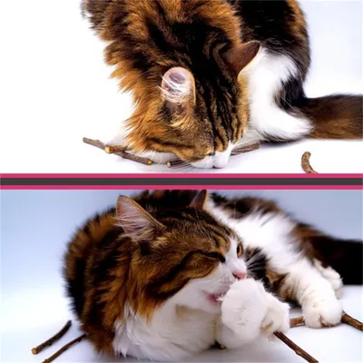 Bâtonnet Matatabi pour nettoyage dentaire