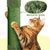 Yaheetech Arbre à Chat Design