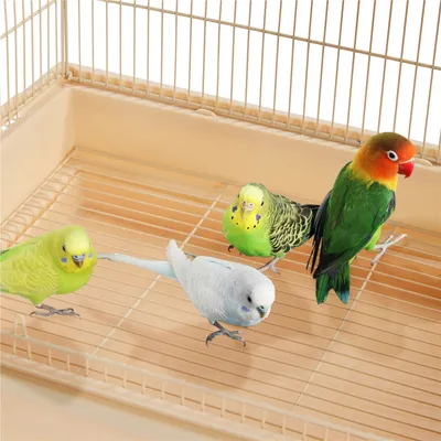 Yaheetech Cage à Oiseaux en Métal