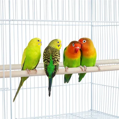 Yaheetech Cage à Oiseaux Spacieuse