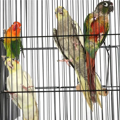 Yaheetech Cage à Oiseaux Spacieuse