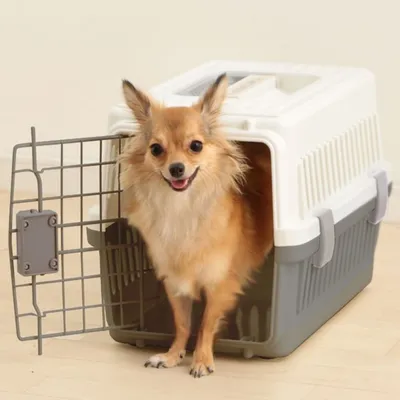 Caisse de Transport pour Chien - Léger, Solide et Sécurisé