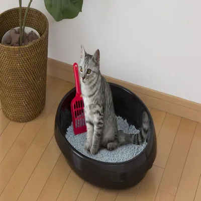 Bac à Litière pour Chat Ouvert avec Pelle - Compact, Facile à Nettoyer