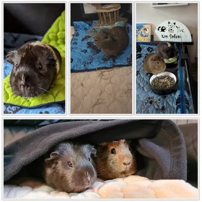 NEO SOLVO Tapis Litière Polaire Absorbant, Imperméable, Lavable en Machine