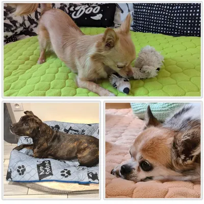 NEO SOLVO Tapis Imperméable et Confortable, Lavable en machine