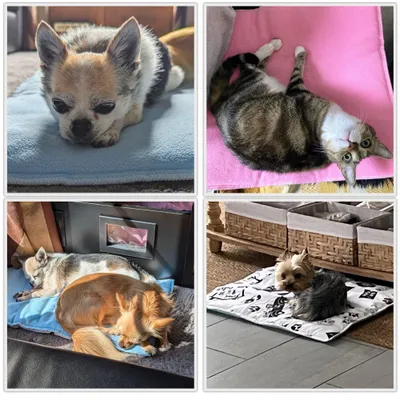 NEO SOLVO Coussin Réversible, Absorbant et Confortable pour Chien et Chat