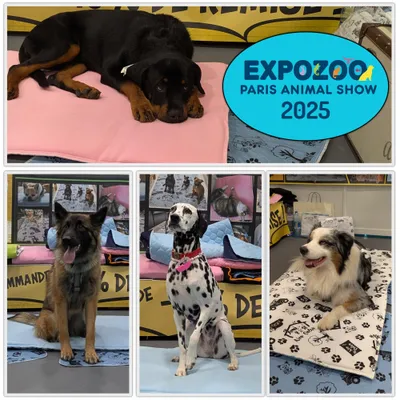 NEO SOLVO Coussin Réversible, Absorbant et Confortable pour Chien et Chat