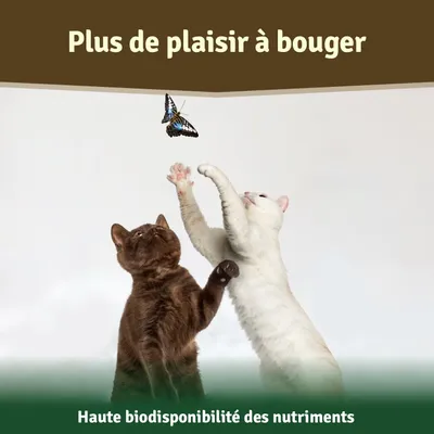 Veddelholzer Poudre naturelle de moules aux orles verts - 500g pour chiens