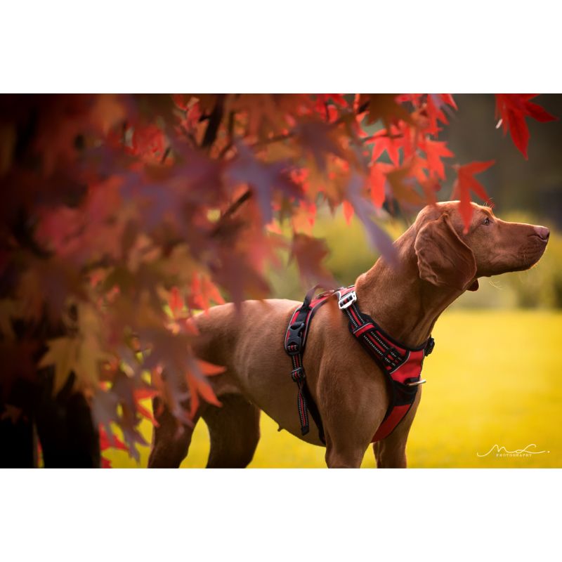 Harnais pour chien Truelove Country Plus Gris