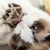 IntiMeg Jouet pour chat avec clochette et balle