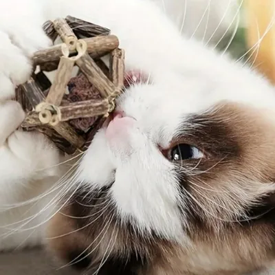 IntiMeg Jouet pour chat avec clochette et balle