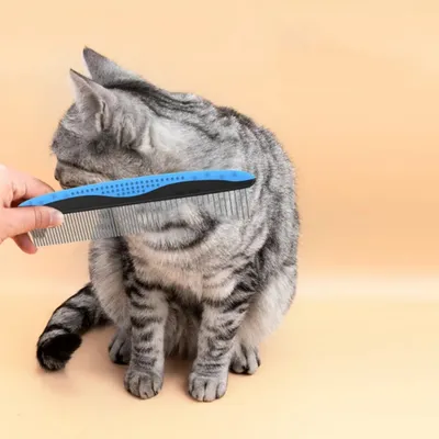 IntiMeg Kit de coiffure pour animaux