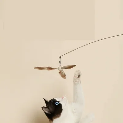 IntiMeg Canne à pêche pour chat