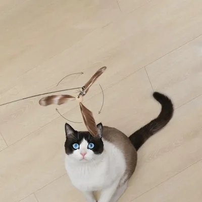 IntiMeg Canne à pêche pour chat