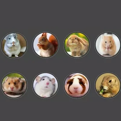 IntiMeg Pierre dentaire pour petits animaux