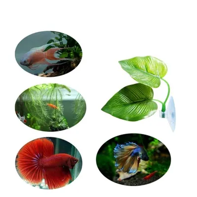 IntiMeg Cushions de feuille pour poissons (2 pcs) IntiMeg Cushions de feuille pour poissons (2 pcs)