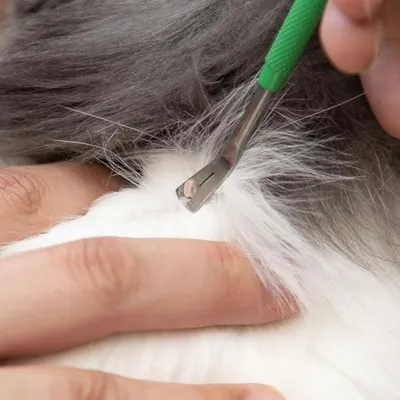 IntiMeg Kit anti - puces et tiques en acier inoxydable