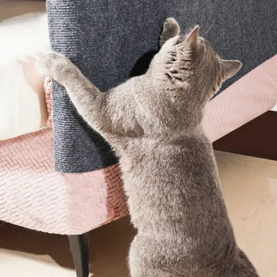 IntiMeg Tapis griffoir multi-usages pour chat