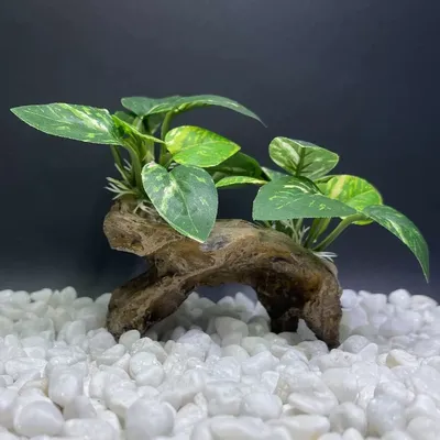 IntiMeg Décoration d'aquarium en racines d'arbres artificiels