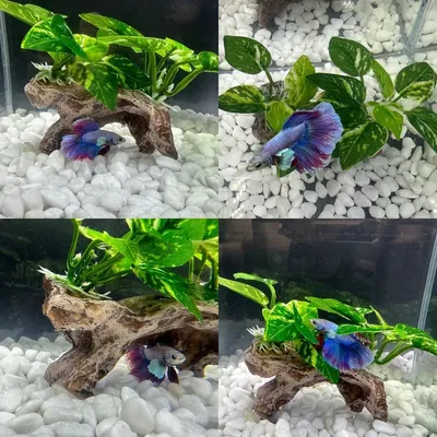 IntiMeg Décoration d'aquarium en racines d'arbres artificiels
