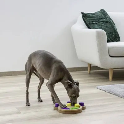 Kerbl Jouet de réflexion et d'apprentissage pour animaux de compagnie