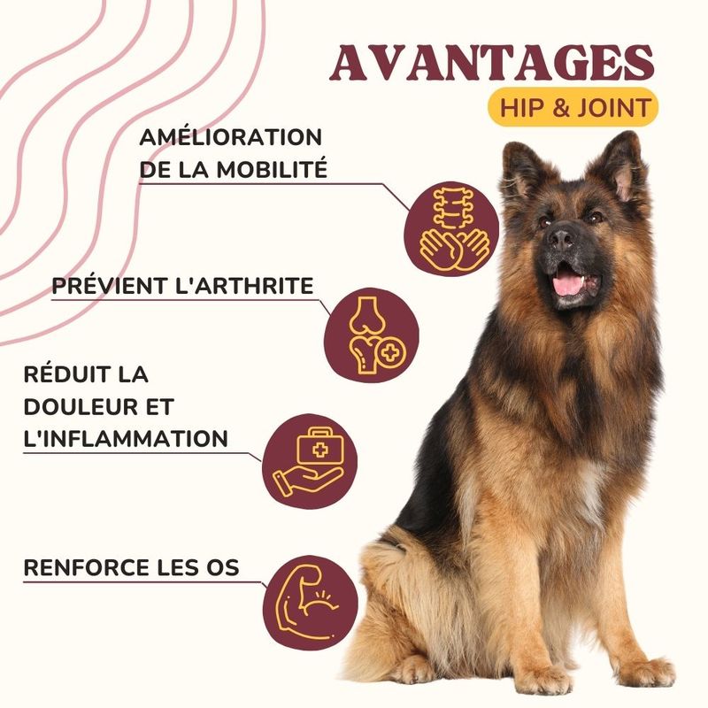 Lamina Care - Complement Alimentaire Chien Articulation