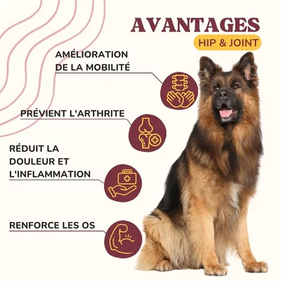 Lamina Care - Complement Alimentaire Chien Articulation