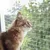 Filet de Protection pour Chat Transparent Animaux Terrasse Multi-taille Filet de Protection pour Chat Transparent Animaux Terrasse Multi-taille