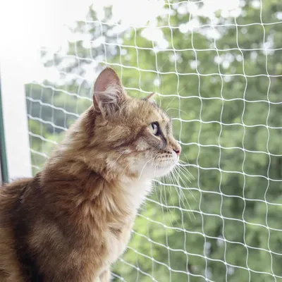 Filet de Protection pour Chat Transparent Animaux Terrasse Multi-taille Filet de Protection pour Chat Transparent Animaux Terrasse Multi-taille