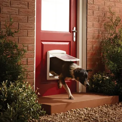 Porte à 2 Voies pour Chiens Entrée Sortie Chiot Animaux de Compagnie