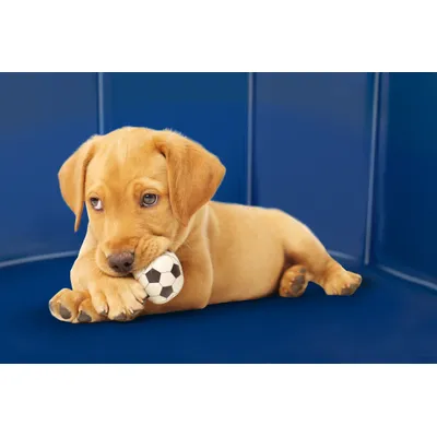 maxxpro Piscine Chien 120 CM - Bleu