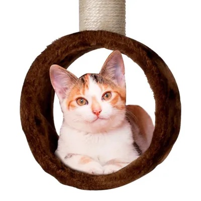 maxxpro Arbre à Chat 165 CM
