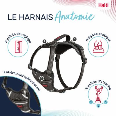 HARNAIS ANATOMY HALTI GRIS