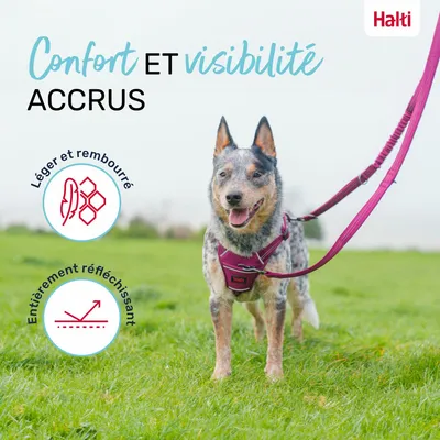 LAISSE MULTI POSITION ANATOMY HALTI GRIS