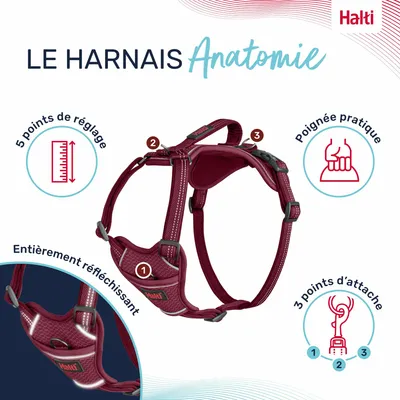 HARNAIS ANATOMY HALTI MAGENTA
