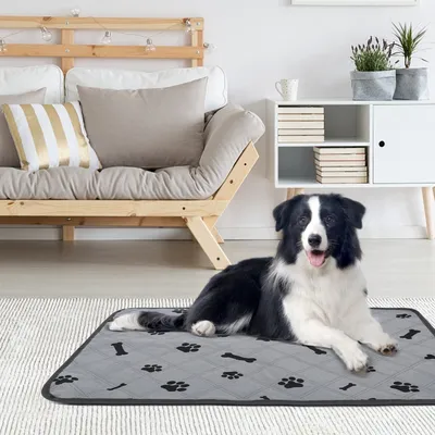 IntiMeg Nappie anti-urine pour chien
