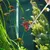 IntiMeg Pince pour aquarium et reptiles