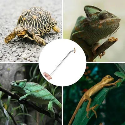 IntiMeg Pince pour aquarium et reptiles