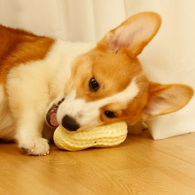 IntiMeg Jouet pour chat et chien Peanut