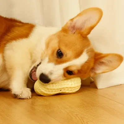 IntiMeg Jouet pour chat et chien Peanut