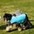 IntiMeg Rettungsweste für Hunde mit Flosse IntiMeg Rettungsweste für Hunde mit Flosse